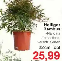 Jawoll Heiliger Bambus Angebot