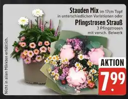 Edeka Xpress Stauden mix oder pfingstrosen strauß Angebot