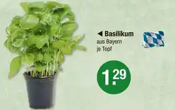 V Markt Basilikum Angebot
