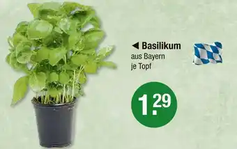 V Markt Basilikum Angebot