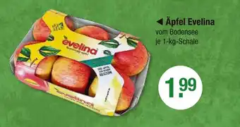 V Markt Evelina äpfel evelina Angebot