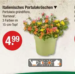 V Markt Italienisches portulakröschen Angebot