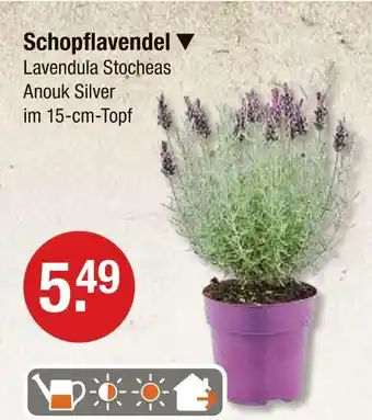 V Markt Schopflavendel Angebot