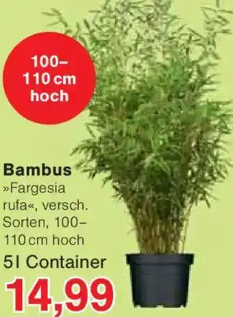 Jawoll Bambus Angebot