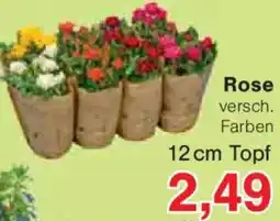 Jawoll Rose Angebot