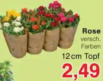 Jawoll Rose Angebot
