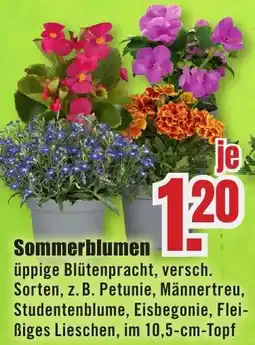 B1 Discount Baumarkt Sommerblumen Angebot