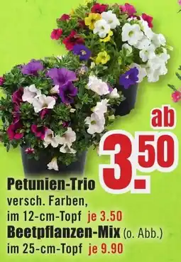 B1 Discount Baumarkt Petunien-Trio Angebot
