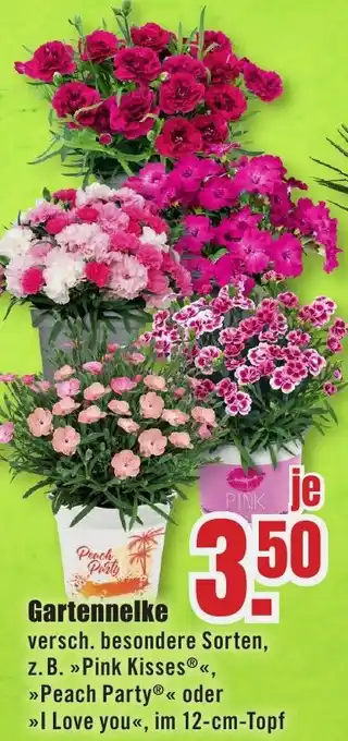 B1 Discount Baumarkt Gartennelke Angebot
