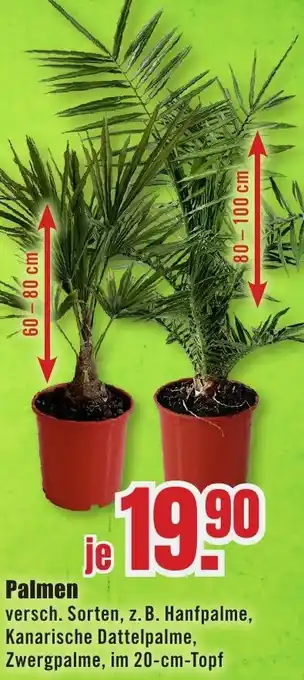 B1 Discount Baumarkt Palmen Angebot