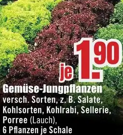 B1 Discount Baumarkt Gemüse-Jungpflanzen Angebot