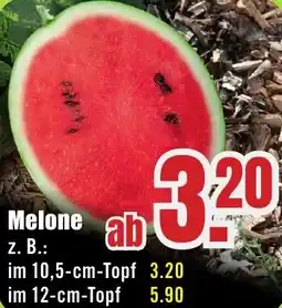 B1 Discount Baumarkt Melone Angebot