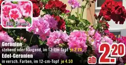 B1 Discount Baumarkt Geranien Angebot