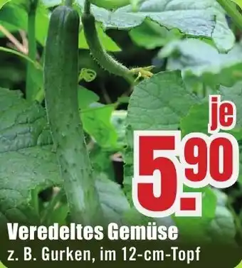 B1 Discount Baumarkt Veredeltes Gemüse Angebot