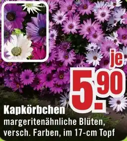 B1 Discount Baumarkt Kapkörbchen Angebot