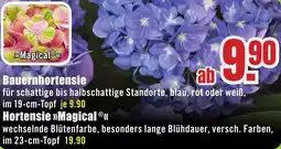 B1 Discount Baumarkt Bauernhortensie Angebot