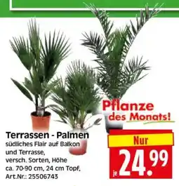 Edeka Herkules Terrassen - Palmen Angebot