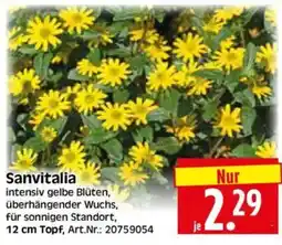 Edeka Herkules Sanvitalia Angebot