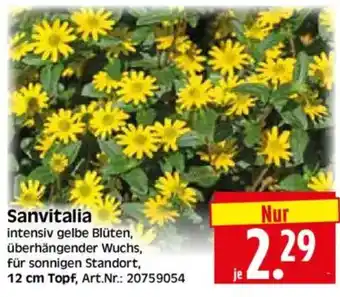 Edeka Herkules Sanvitalia Angebot