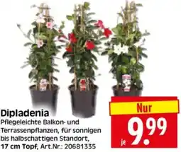 Edeka Herkules Dipladenia Angebot