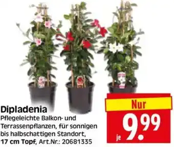 Edeka Herkules Dipladenia Angebot