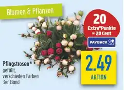 diska Pfingstrosen Angebot