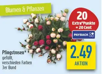 diska Pfingstrosen Angebot
