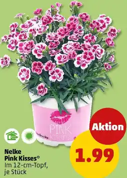 PENNY Nelke Pink Kisses Angebot