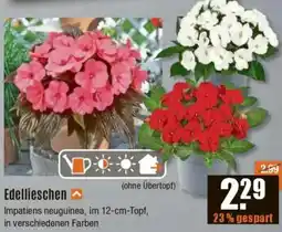 V Baumarkt Edellieschen Angebot