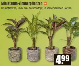 V Baumarkt Ministamm-Zimmerpflanzen Angebot