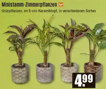 V Baumarkt Ministamm-Zimmerpflanzen Angebot