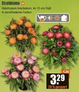 V Baumarkt Strohblume Angebot