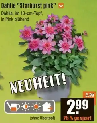 V Baumarkt Dahlie "Starburst pink" Angebot