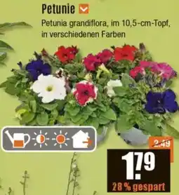 V Baumarkt Petunie Angebot