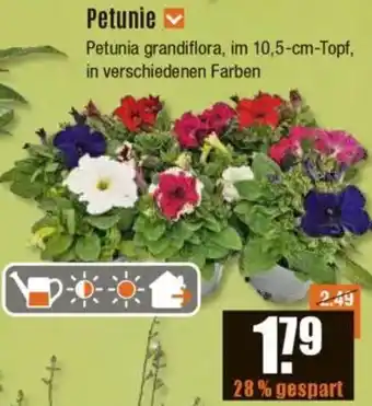 V Baumarkt Petunie Angebot