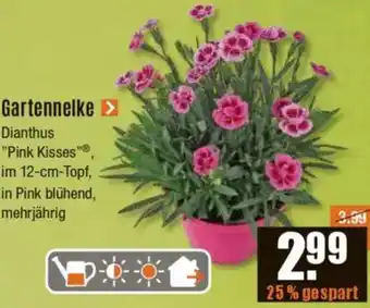 V Baumarkt Gartennelke Angebot