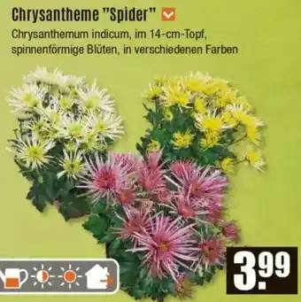 V Baumarkt Chrysantheme "Spider" Angebot