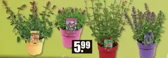 V Baumarkt Bienenstauden Angebot