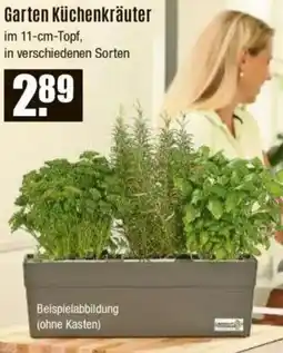 V Baumarkt Garten Küchenkräuter Angebot