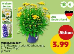 PENNY Versch. Stauden Angebot