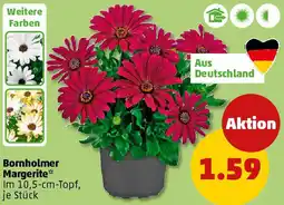 PENNY Bornholmer Margerite Angebot