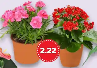 Kaufland Blühpflanzen Angebot