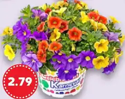 Kaufland Blühpflanzen Angebot