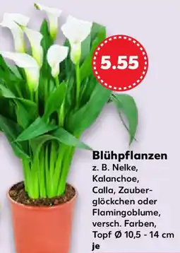 Kaufland Blühpflanzen Angebot