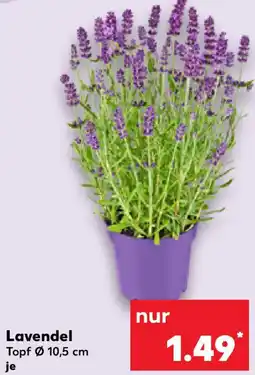Kaufland Lavendel Angebot