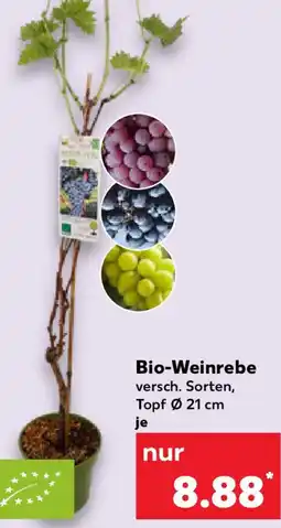 Kaufland Bio-Weinrebe Angebot