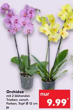 Kaufland Orchidee Angebot