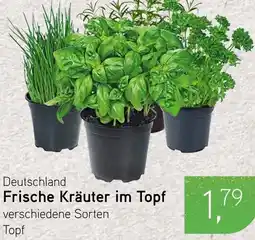 Dornseifer Frische Kräuter im Topf Angebot