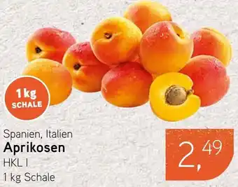 Dornseifer Aprikosen Angebot