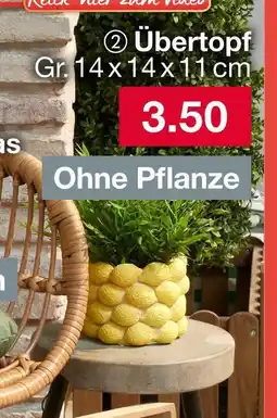 Woolworth Übertopf Angebot
